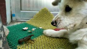 猫咪可以吃小白瓜,小白瓜成为猫咪新宠