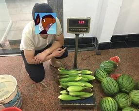 偷瓜贼吃瓜视频,搞笑视频走红网络