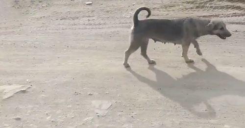 吃瓜路人和狗子,吃瓜路人与狗子的欢乐日常