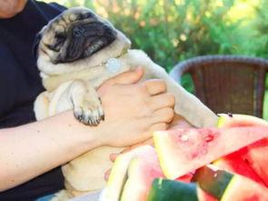 吃瓜买狗,一场从吃瓜到买狗的奇妙旅程