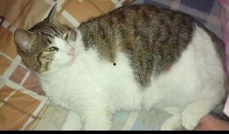 吃瓜少女是猫,揭秘网络迷雾中的神秘传说