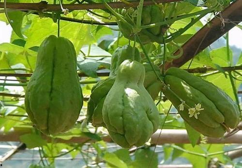 吃佛手瓜长寿吗,长寿果实的神奇功效揭秘