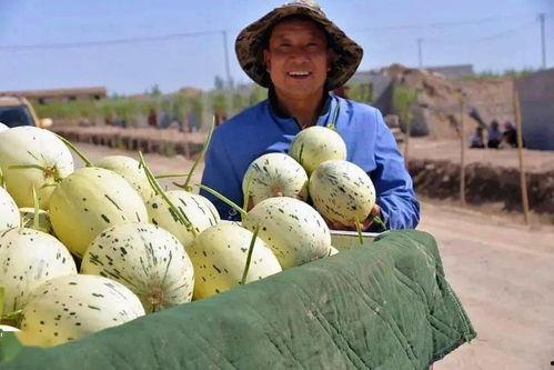 瓜州在哪里可以免费吃瓜